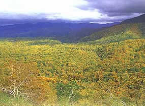 賀老ブナ原生林