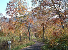 賀老ブナ原生林