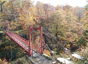 賀老ブナ原生林